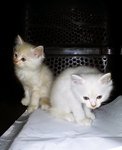 White Baby Kitten - Siamese + Domestic Medium Hair Cat