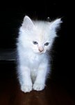 White Baby Kitten - Siamese + Domestic Medium Hair Cat