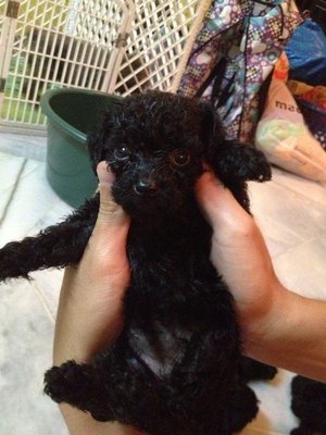 Toy Poodle - Poodle Dog