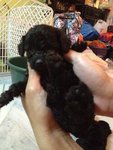 Toy Poodle - Poodle Dog