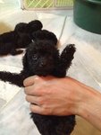 Toy Poodle - Poodle Dog