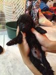 Toy Poodle - Poodle Dog