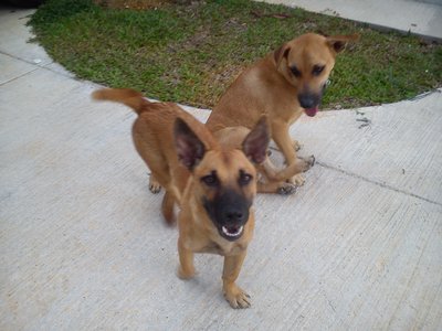 Boo And Claire - Mixed Breed Dog