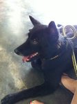 Blackie - Spitz Mix Dog