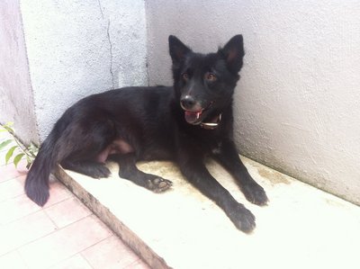 Blackie - Spitz Mix Dog