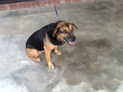 Silky - Doberman Pinscher + German Shepherd Dog Dog