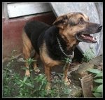 Silky - Doberman Pinscher + German Shepherd Dog Dog