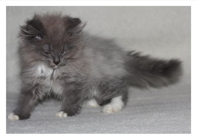 Dammark - Maine Coon + Persian Cat