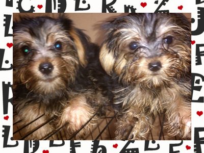 Yorkshire   Puppies - Yorkshire Terrier Yorkie Dog