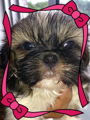 Shih Tzu Female - Shih Tzu Dog