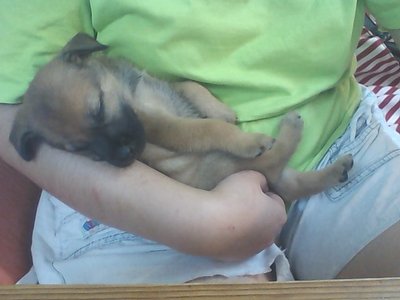 Baby - Labrador Retriever Mix Dog