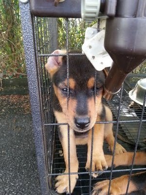 Tommy, Tom, Debby, Chelsea - Mixed Breed Dog