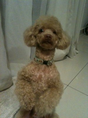 Cooper - Poodle Dog