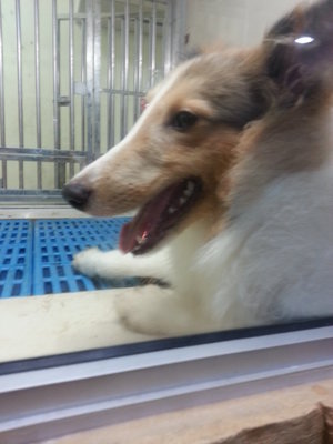 Shetland - Shetland Sheepdog Sheltie Dog