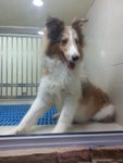 Shetland - Shetland Sheepdog Sheltie Dog