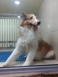 Shetland - Shetland Sheepdog Sheltie Dog