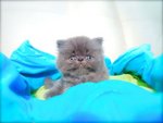 Cfa Flat Face High Nose Blue Kitten - Persian Cat