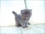 Cfa Flat Face High Nose Blue Kitten - Persian Cat