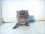 Cfa Flat Face High Nose Blue Kitten - Persian Cat