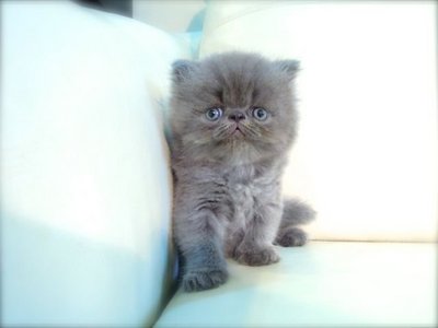 Cfa Flat Face High Nose Blue Kitten - Persian Cat