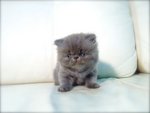 Cfa Flat Face High Nose Blue Kitten - Persian Cat