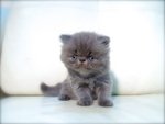 Cfa Flat Face High Nose Blue Kitten - Persian Cat