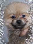 Pom Male 4puppies - Pomeranian Dog