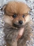 Pom Male 4puppies - Pomeranian Dog