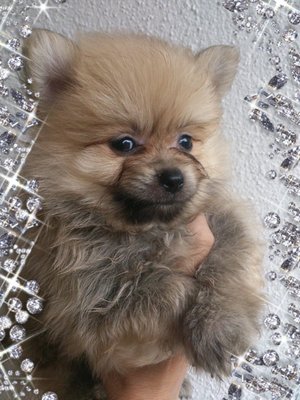 Pom Male 4puppies - Pomeranian Dog