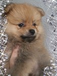 Pom Male 4puppies - Pomeranian Dog