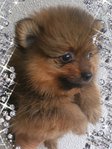 Pom Male 4puppies - Pomeranian Dog