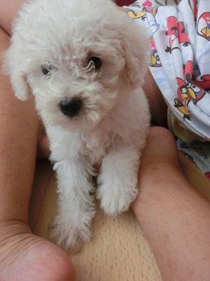 Toy Poodle White - Poodle Dog