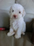 Toy Poodle White - Poodle Dog