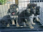Working Line German Shepherd Mka - German Shepherd Dog Dog