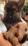 Working Line German Shepherd Mka - German Shepherd Dog Dog