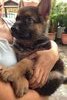 Working Line German Shepherd Mka - German Shepherd Dog Dog
