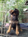 Working Line German Shepherd Mka - German Shepherd Dog Dog