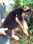 Working Line German Shepherd Mka - German Shepherd Dog Dog