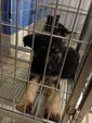 Working Line German Shepherd Mka - German Shepherd Dog Dog