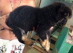 Working Line German Shepherd Mka - German Shepherd Dog Dog