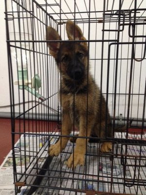 Working Line German Shepherd Mka - German Shepherd Dog Dog