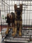 Working Line German Shepherd Mka - German Shepherd Dog Dog