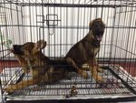 Working Line German Shepherd Mka - German Shepherd Dog Dog