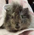 Abbyruvian female