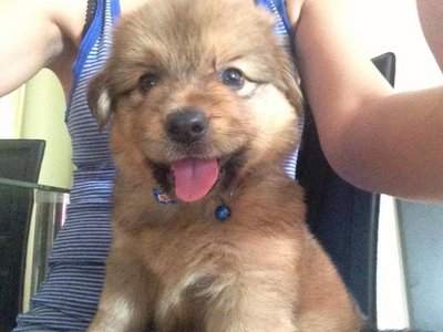 Rocky(Pomeranian+ Shih Tze Mix) - Shih Tzu + Pomeranian Dog