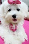 Angel(Not For Sale/adopt) - Maltese Dog