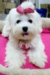 Angel(Not For Sale/adopt) - Maltese Dog