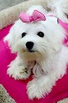 Angel(Not For Sale/adopt) - Maltese Dog