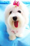 Angel(Not For Sale/adopt) - Maltese Dog