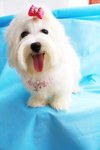 Angel(Not For Sale/adopt) - Maltese Dog